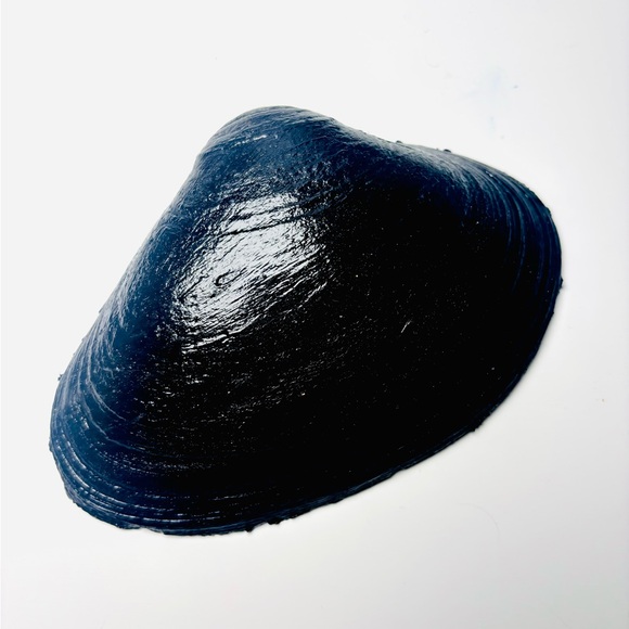 Handmade Clam Shell Trinket Dish With Treble Clef Decoupage Design - Picture 5 of 6